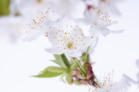 Cherry blossom on a white background. Shallow depth of fieldの写真素材