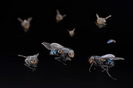 a swarm of flies on a black backgroundの写真素材