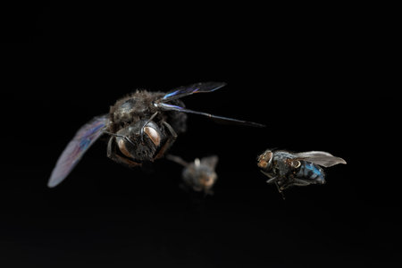 Bumblebee - Xylocopa violacea and two flies on black backgroundの写真素材