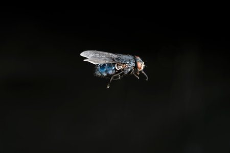 blue bottle fly also known as Blue Fly on Black Background