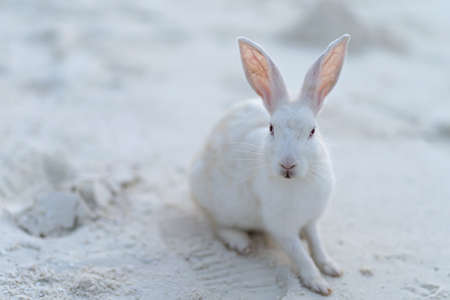 Cute white rabbit on the white sand of Maldivesの写真素材