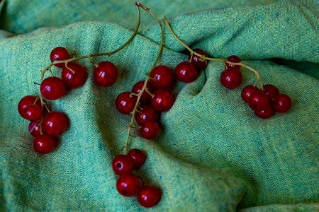 Fresh berries of red currant on the green tableclothの写真素材
