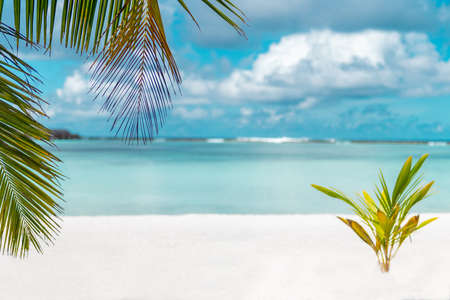 Green palm leaves on the background of azur water and white sand of Maldivian beachの写真素材