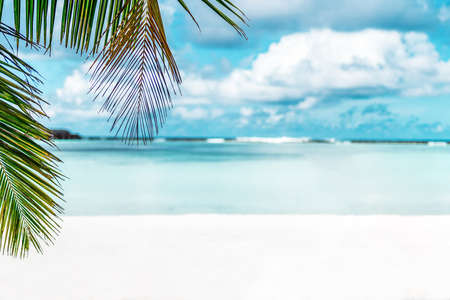 Green palm leaves on the background of azur water and white sand of Maldivian beachの写真素材