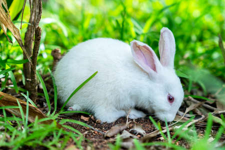 Cute white little rabbit in the green grassの写真素材