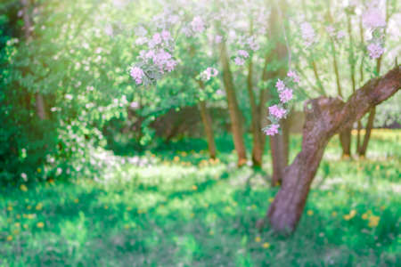 A blooming apple or cherry tree in the green gardenの写真素材