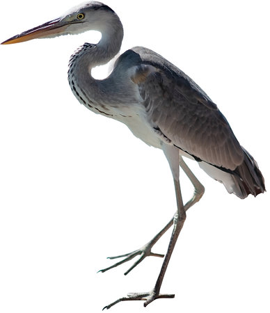 Isolated on the white background gray heronの写真素材