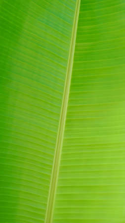Fresh green banana leaf close-upの写真素材