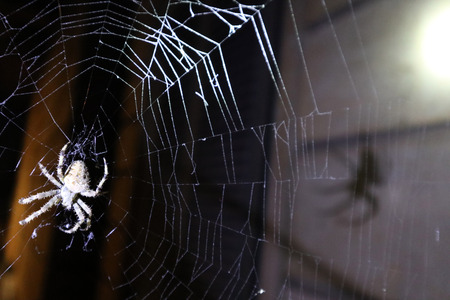 European Cross Spider (Araneus Diadematus) On Web.の写真素材