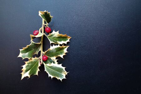 Element of New Year and Xmas Holly branch with berries.
 Winter element for greeting cards, posters, stickers and seasonal design. on black backgroundの写真素材