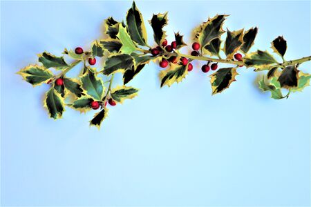 Holly - traditional Christmas plant ion white background. 
Element of New Year and Xmas Holly branch with berries. Winter element for greeting cards, posters, stickers and seasonal design. on white backgroundの写真素材