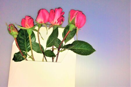 Red flowers in an envelope, red roses on a light background. Copy space