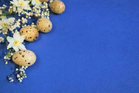 Easter concept. Quail eggs on a blue background. Flowers spring daffodils. 
Trendy color 2020. Top view. Copy spaceの写真素材