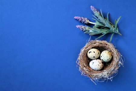 Easter concept. Quail eggs in a nest on a blue background. Lavender flowers. Trendy color 2020. Top...