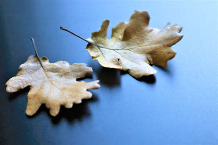 oak leaves on a black background.Copy space. Flat layの写真素材