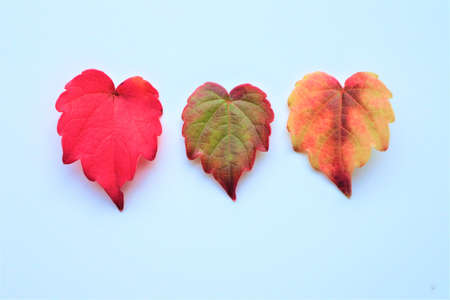 three red autumn leaves on white background Autumn composition. Flat lay, copy space.の写真素材