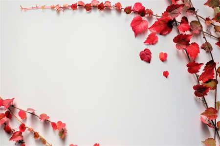 Group of colorful autumn leaves on branches on white background Autumn composition. Flat lay, copy...