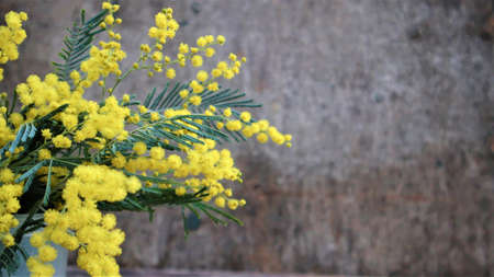 branches of yellow mimosa on dark old wooden background. copyspaceの写真素材