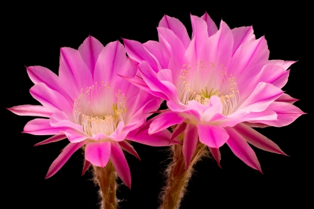 Cactus Flowersの写真素材
