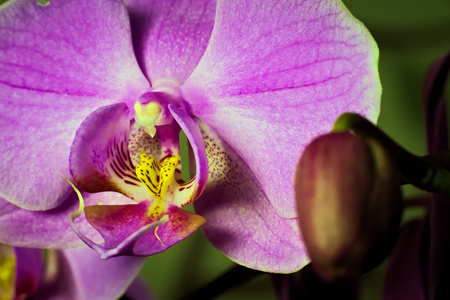 colorful orchid: macro shotの写真素材