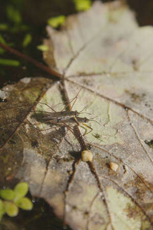 water striders mating Gerridae Tropical Butterfly House, Wildlife & Falconry Centre, North Anston,...