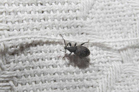 black vine weeveil on woolen throw Otiorhynchus sulcatusの写真素材