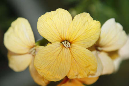 close up of wallflower in gardenErysimum
