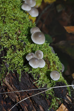Common Bonnet growing on tree branch and moss
Mycena galericulataの写真素材