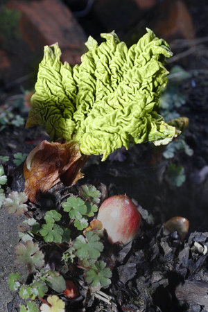 rhubarb plantの写真素材