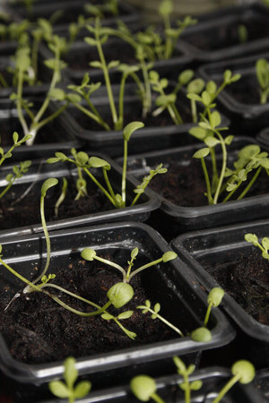poached egg plant seedlings in pots
Limnanthes douglasii
の写真素材