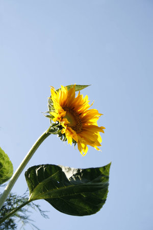 giant sunflower flower against blue skyHelianthus annuusの写真素材
