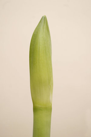 close up image of amaryllis flower budHippeastrumの写真素材