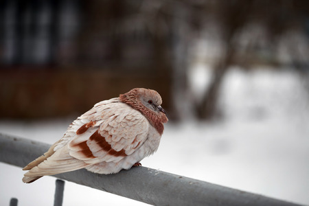 Pigeons in the Park St. Petreburge become part of the urban landscape.の写真素材