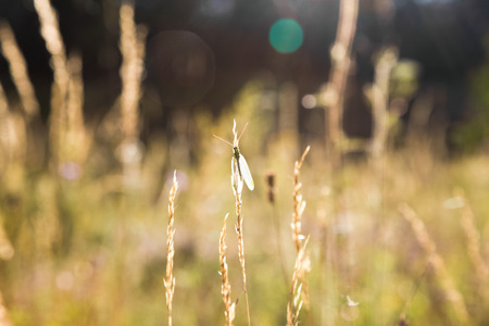 Lacewing(lat. Chrysoperla carnea) beneficial insects, they kill pests.の写真素材