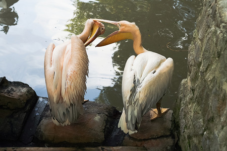 Games pelicans.の写真素材