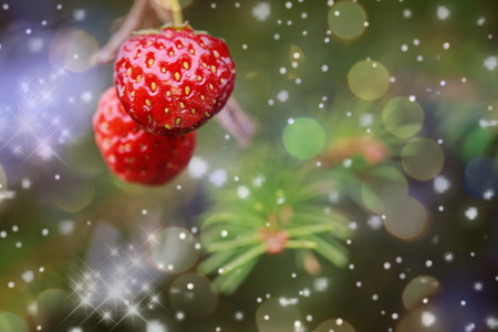 Christmas card with strawberries on a spruce branch. Snow. Boke.Selective focus on front berry.On the right there is a place for inscriptions.の写真素材