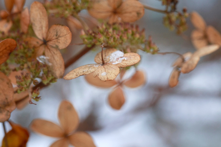Winter. Snow lies on the dried hydrangea flowers.Selective Focus on a flower in the center.
