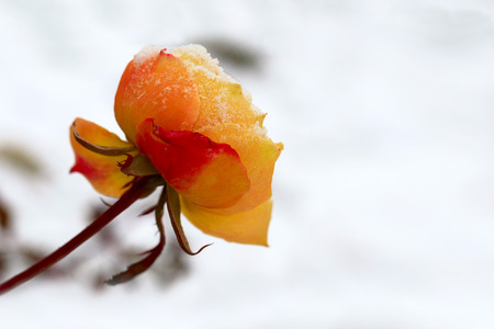 Winter. Rose in the snow.の写真素材