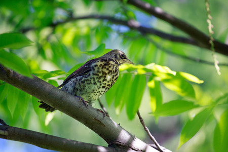 Spring. Young trush sitting on tree branch
