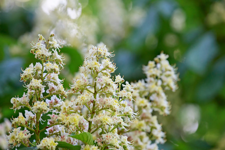 Background. Spring. Flowering branches of chestnut.の写真素材