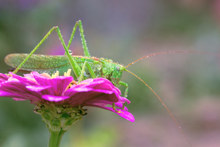 Big green grasshopper(lat.Phaneroptera falcata) on flower zinnias. Selective focus.Toning.の写真素材