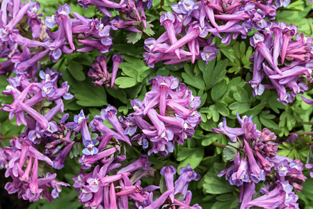 Medicinal plants. Corydalis hollow (Latin Corýdalis cáva)