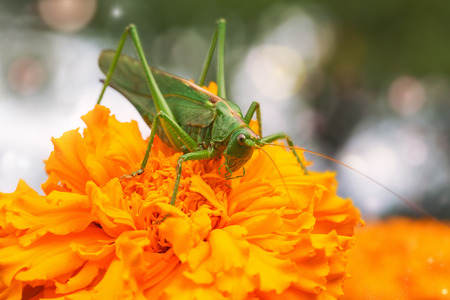 Green grasshopper sitting on orange flower.の写真素材