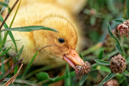 Duckling playing in the grass. Selective focus.の写真素材