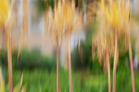 Background. Abstraction. Blurred lines. Vertical panning.の写真素材