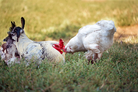White rooster and chicken on the lawn. Selective focus on the cock.の写真素材
