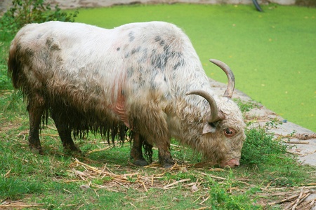 Yak is a long-haired bovine found throughout the Himalayan region of south Central Asia,the Tibetan Plateau and as far north as Mongolia and Russiaの写真素材