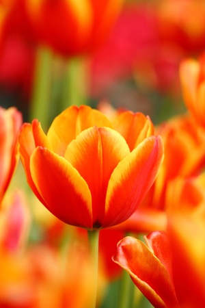 Tulipの写真素材