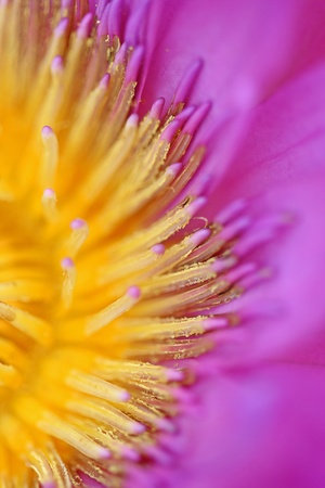 close up lotusの写真素材