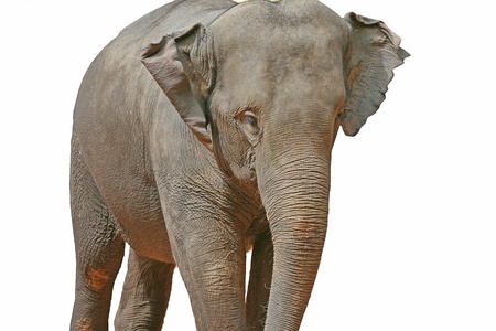 Asian Elephant